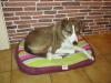 Pension chien