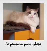 Album photos pension chats