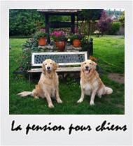 Album photos pension chien